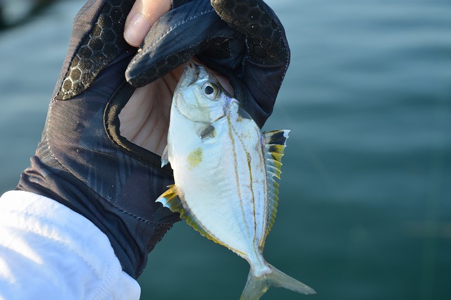 showPhoto (640×426)