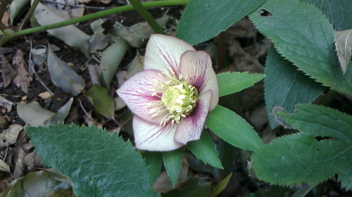NEC_0205.JPG