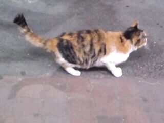 何か狙う三毛猫2017