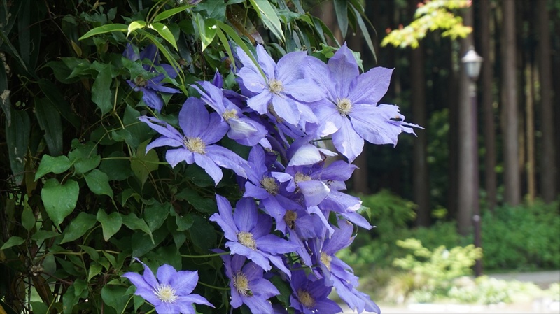 20150525 11015401.JPG