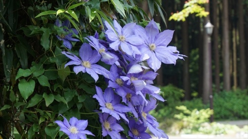 20150525 11015401.JPG