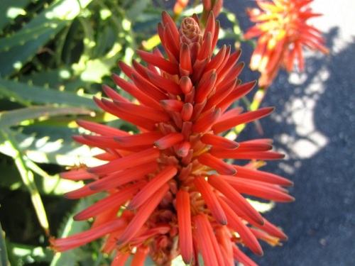 木のように枝分かれして立ち上がるススキノキ科アロエ属のキダチアロエの花 自然観察の振返り 14 ススキノキ科ワスレグサ属の植物 番外編 最終回 しろうと自然科学者の自然観察日記 楽天ブログ