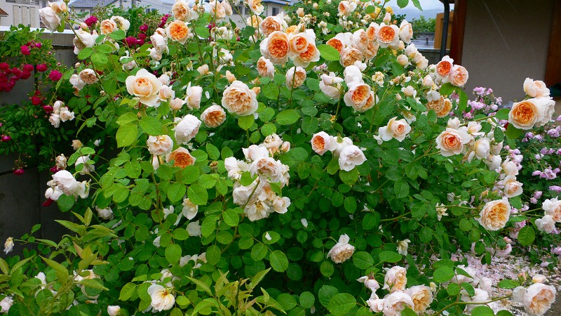 去年のバラたち4.jpg