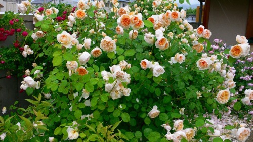 去年のバラたち4.jpg