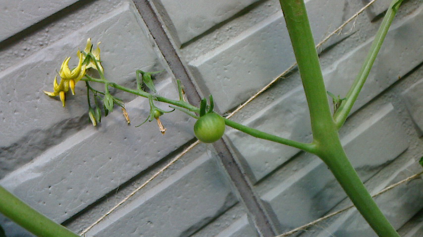 NEC_0042.JPG