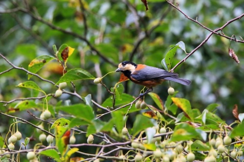 3E1A28782014ヤマガラ.JPG
