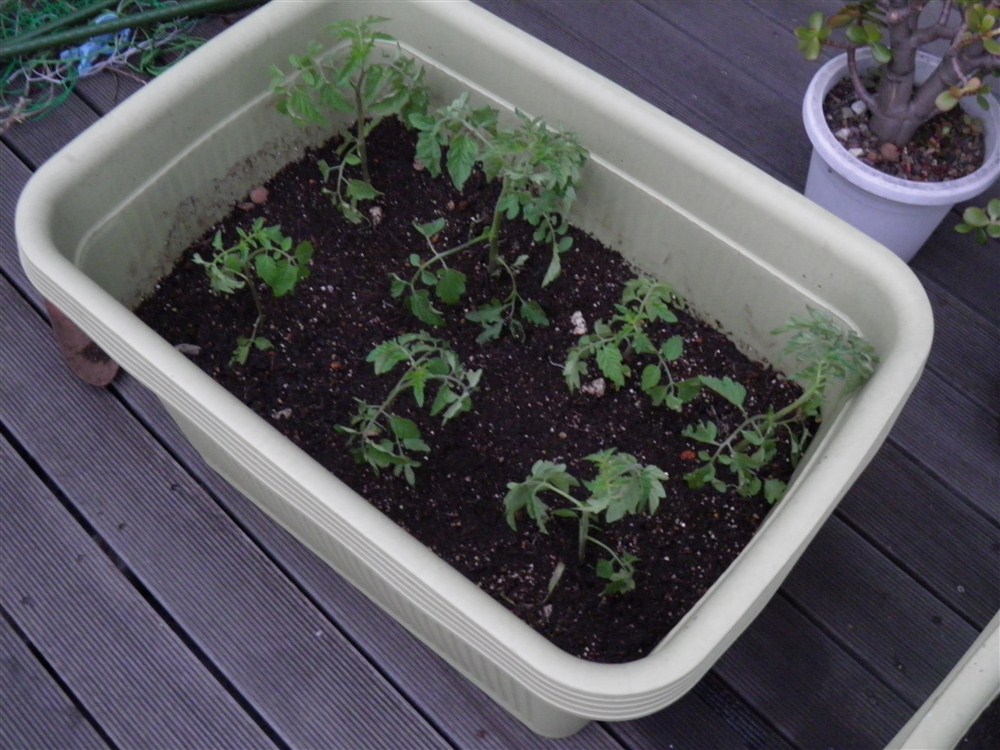 ミニトマトを植え替え.jpg