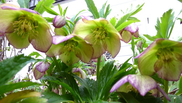 P1030991A.jpg