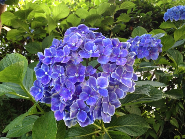 IMG_0474 (640x480).jpg