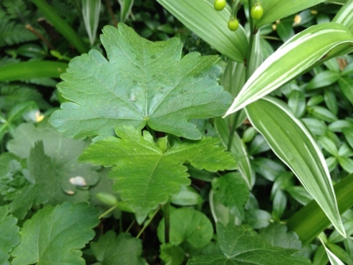 IMG_8948 (640x480).jpg