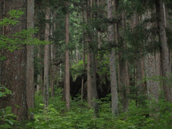 1 大通りから見る株杉.jpg