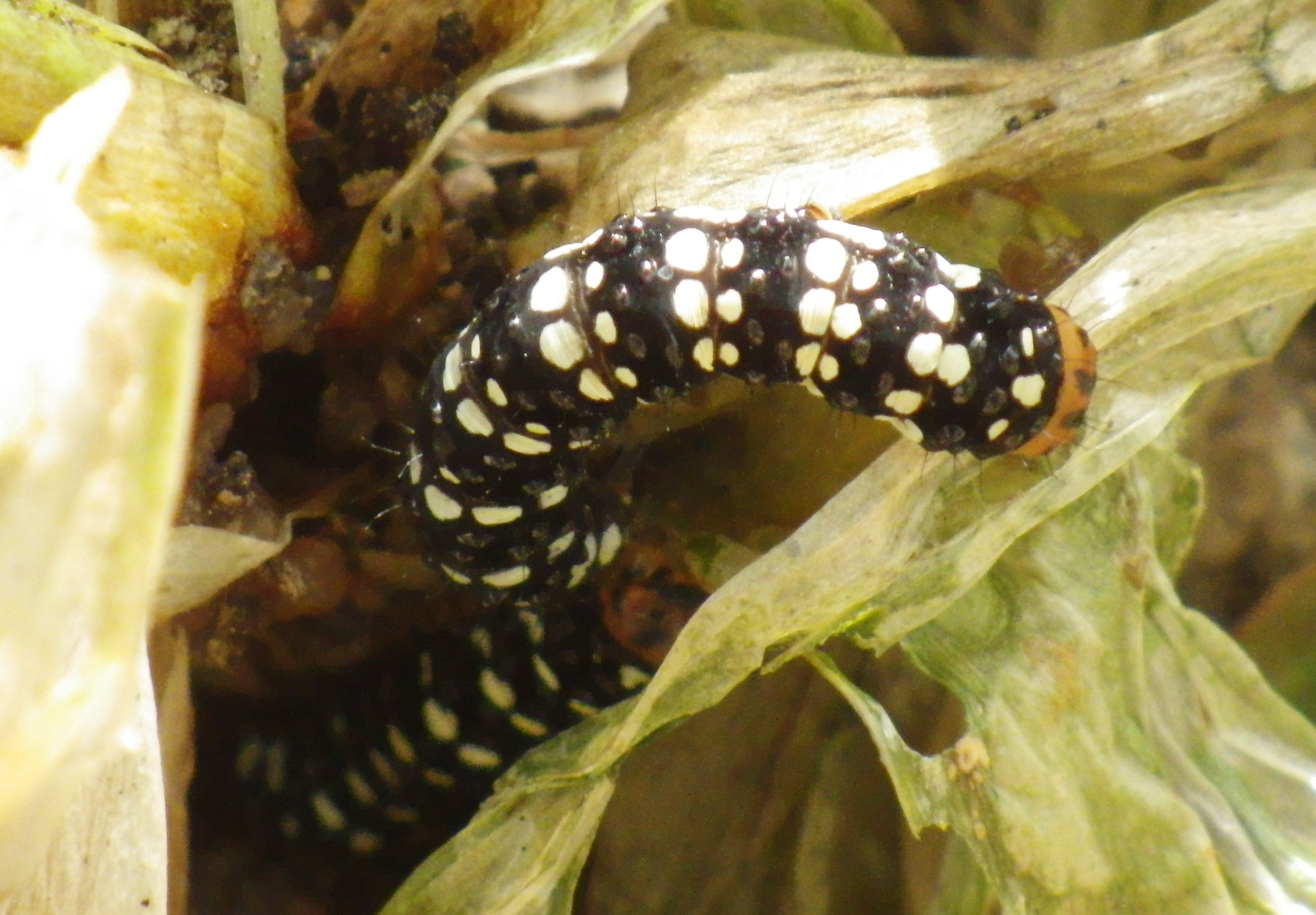 ハマオモトヨトウ