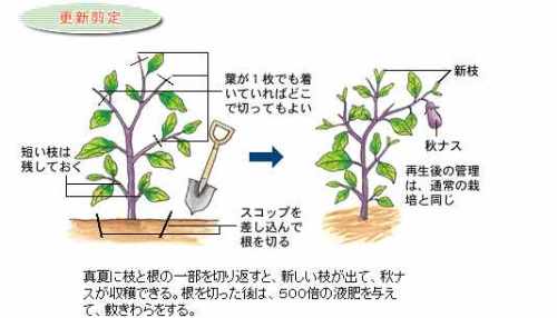 秋茄子 あきなす 三國志ファン競輪で遊ぶ