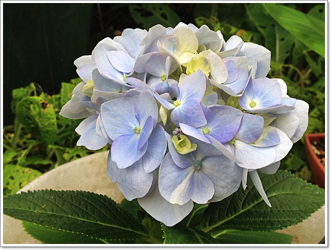 ブルー紫陽花霧島の恵み_4275.JPG