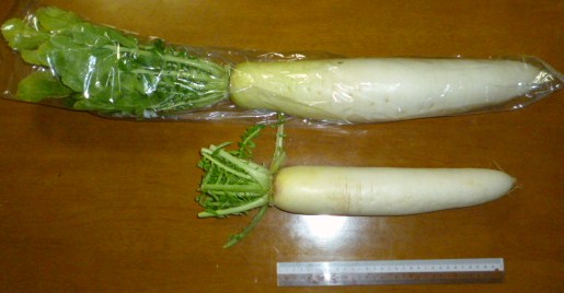 大根.JPG