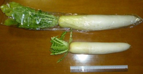 大根.JPG