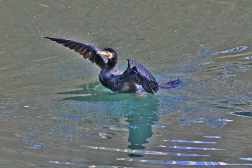 P95A5295 (640x427).jpg