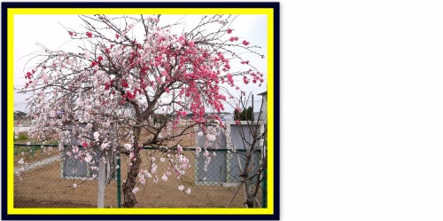 2020-03-23近所の桜2.jpg