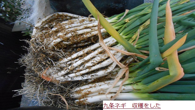 くじょうねぎ.JPG