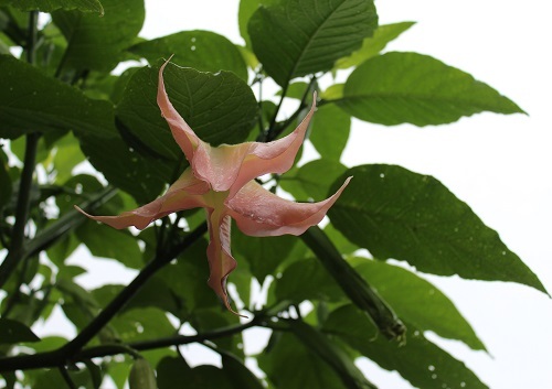 エンジェルストランペット (3).JPG