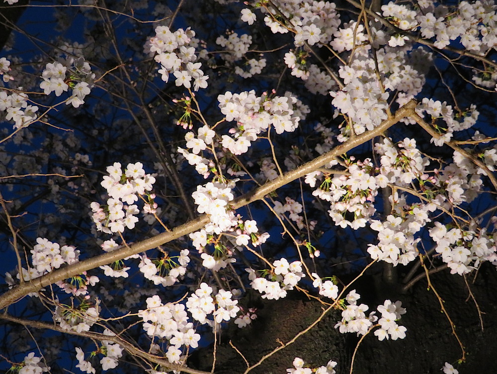 2018sakura026.JPG