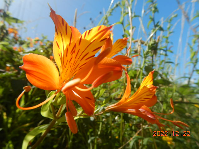 DSCN0733.JPG