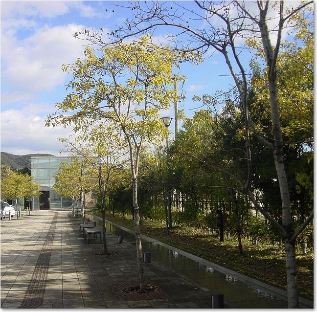 06ホーム横の並木