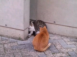 猫同士の内緒話