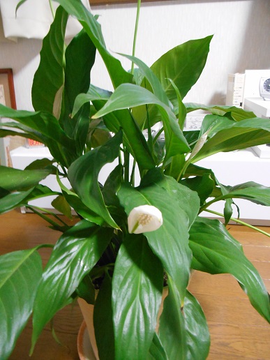 DSCN1517a.JPG