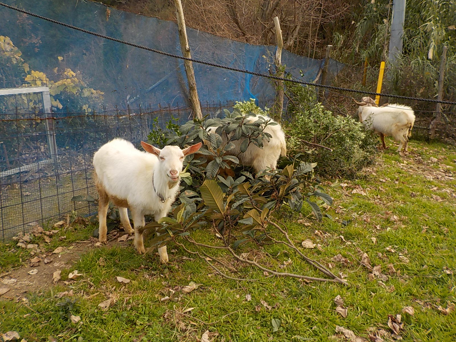 DSCN0705.JPG