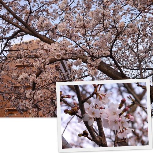 2021-03-17桜１.jpg