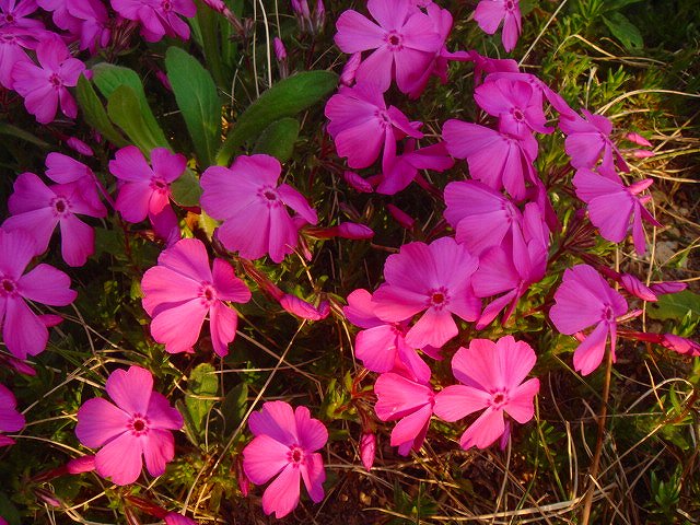 DSC01535.jpg