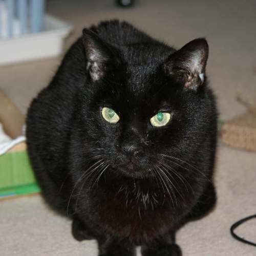 家族紹介用画像フォルダ