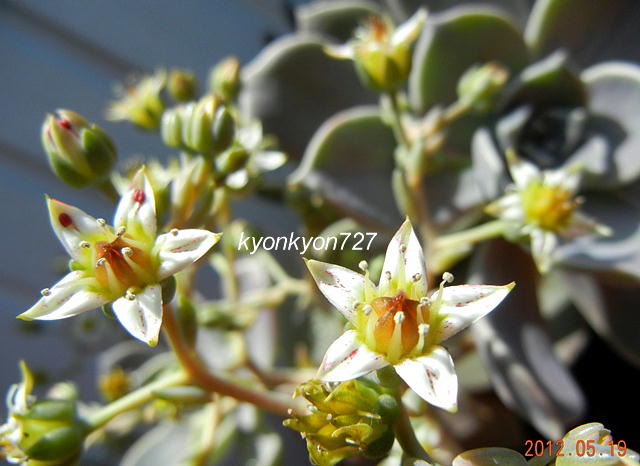 多肉植物・朧月4