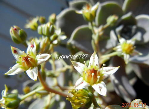 多肉植物・朧月4