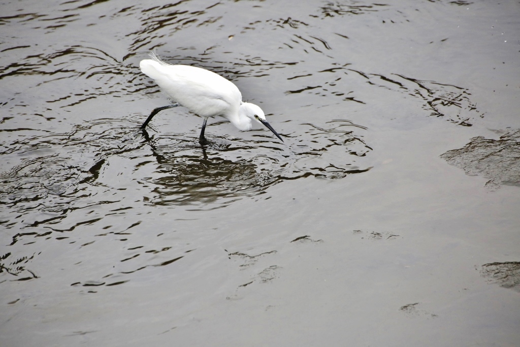 B97A1884 (1024x683).jpg