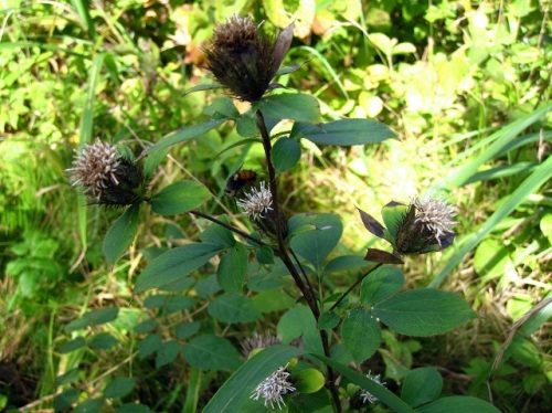 オケラの花 気仙沼大島での秋の植物観察 その10 しろうと自然科学者の自然観察日記 楽天ブログ