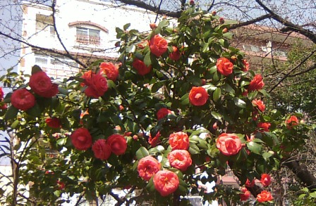 卯月　平成中村座　初日 055.JPG