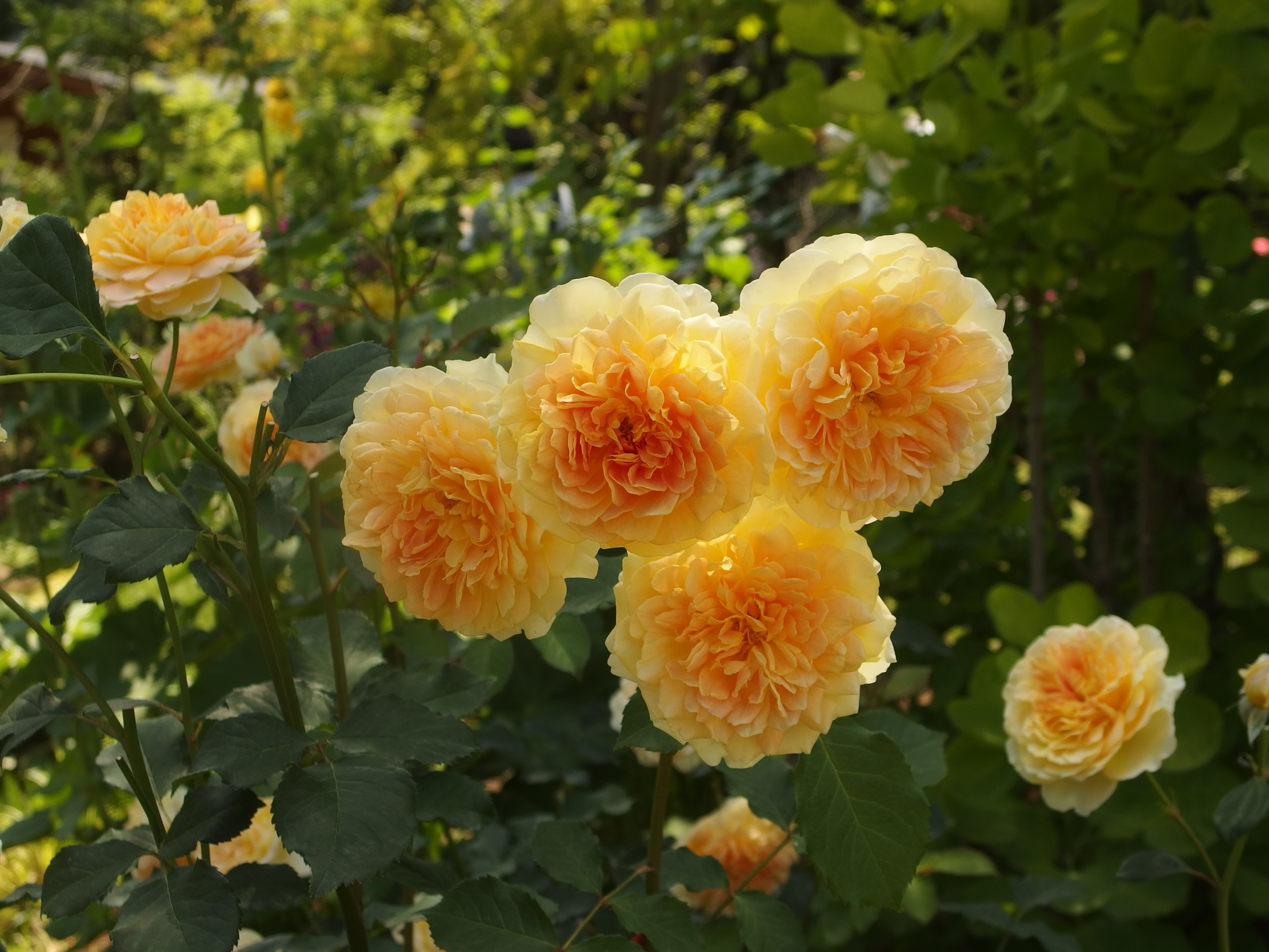 2015-06-10 12.08.43.jpg