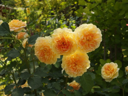 2015-06-10 12.08.43.jpg