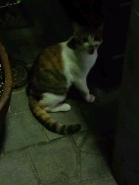 すくっと白茶猫