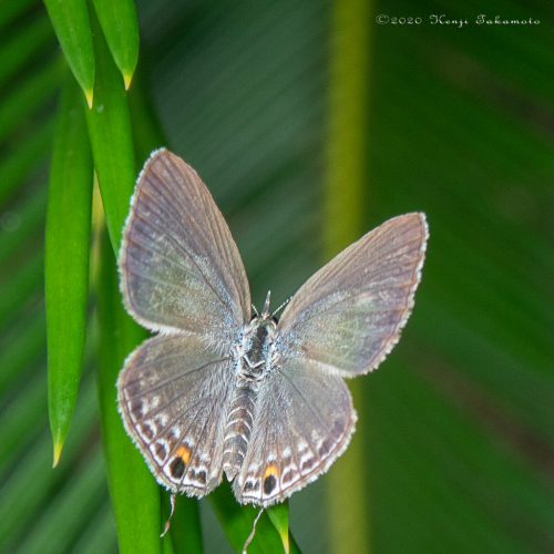 クロマダラソテツシジミ（表）
