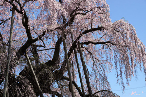 0428滝桜９.jpg