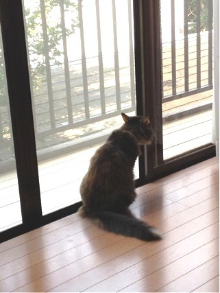 attachment01(V.2013_07_28__07_45_36).jpg
