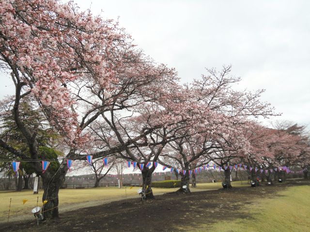 160405kuroisokouenn1.jpg