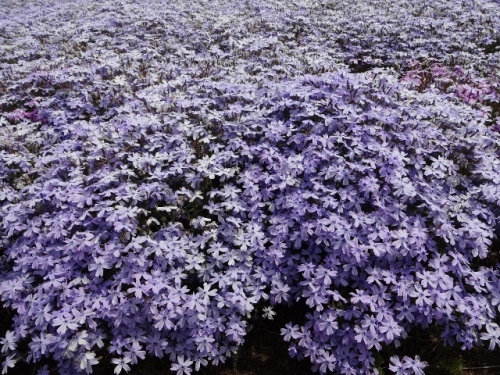 DSC01369 (640x480).jpg