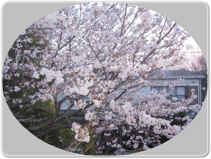 満開の桜_3995.jpg