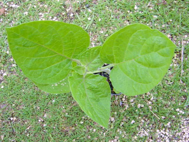 DSC08581.JPG