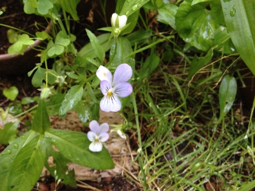 IMG_0470 (640x480).jpg