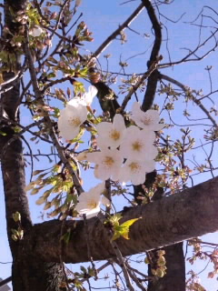 桜の蕾と花_3月26日